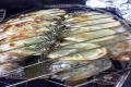 images/Bilder-Gal/Fisch/Fisch-01.jpg