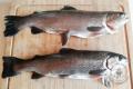 images/Bilder-Gal/Fisch/Fisch-13.jpg