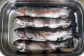 images/Bilder-Gal/Fisch/Fisch-14.jpg