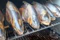 images/Bilder-Gal/Fisch/Fisch-16.jpg