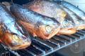 images/Bilder-Gal/Fisch/Fisch-17.jpg