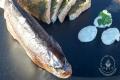 images/Bilder-Gal/Fisch/Fisch-18.jpg