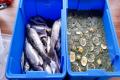 images/Bilder-Gal/Fisch/Fisch-45.jpg
