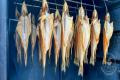 images/Bilder-Gal/Fisch/Fisch-46.jpg