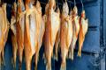 images/Bilder-Gal/Fisch/Fisch-47.jpg