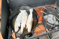 images/Bilder-Gal/Fisch/Fisch-50.jpg