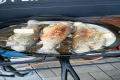 images/Bilder-Gal/Fisch/Fisch-51.jpg