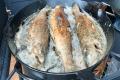 images/Bilder-Gal/Fisch/Fisch-54.jpg