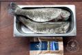 images/Bilder-Gal/Fisch/Fisch-57.jpg