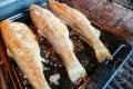 images/Bilder-Gal/Fisch/Fisch-68.jpg