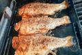 images/Bilder-Gal/Fisch/Fisch-69.jpg
