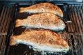 images/Bilder-Gal/Fisch/Fisch-70.jpg
