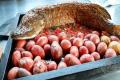 images/Bilder-Gal/Fisch/Fisch-74.jpg