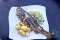 images/Bilder-Gal/Fisch/Fisch-79.jpg