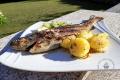 images/Bilder-Gal/Fisch/Fisch-80.jpg