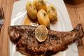 images/Bilder-Gal/Fisch/Fisch-85.jpg