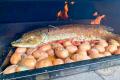 images/Bilder-Gal/Fisch/Fisch-86.jpg